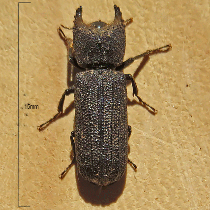 Bostrychoplites species